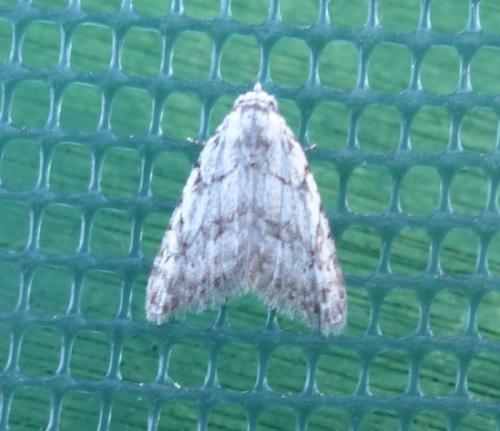 Réf. 315 838 : Nola cicatricalis
